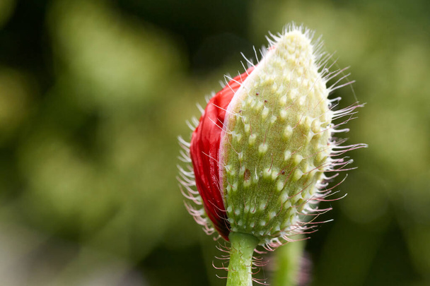 Poppy flower or papaver rhoeas poppy with the light. - Zdjęcie, obraz