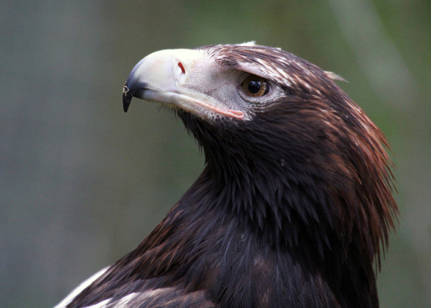 Γκρο πλαν σφηνοειδούς αετός - Φωτογραφία, εικόνα