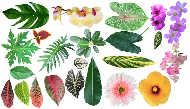 Collection of various tropical leaves and flowers for design. Big Set with beautiful tropical flowers and jungle leaves on white background. - Foto, afbeelding