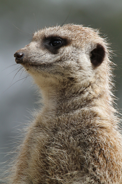 Meerkat Close-up - Photo, Image
