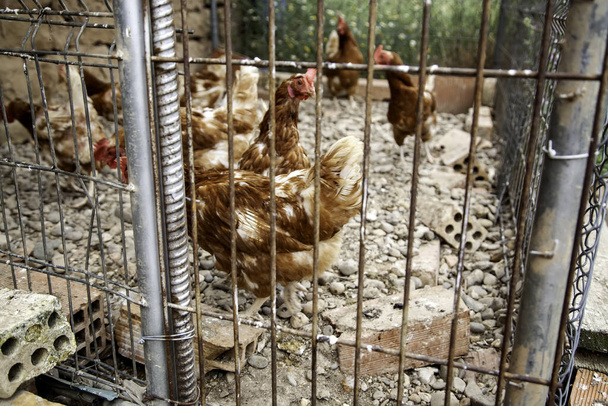 Siipikarja kana, luonnonvarainen lintu vankeudessa
 - Valokuva, kuva