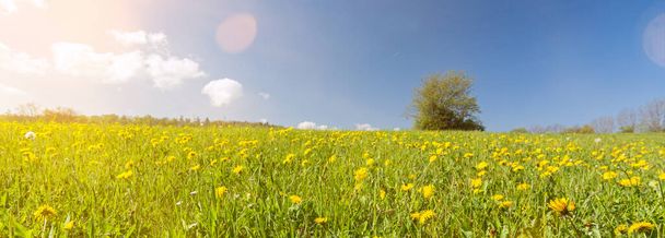 Image de bannière de prairie de fleurs de pissenlit avec arbre solitaire en arrière-plan avec éclat de lentille scénique
 - Photo, image