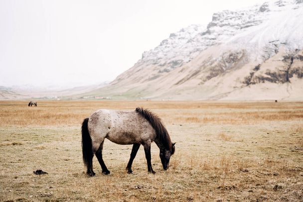 A black and white horse grazes in a field, eats yellow dry grass, against the backdrop of a snowy mountain. The Icelandic horse is a breed of horse grown in Iceland. - Photo, image