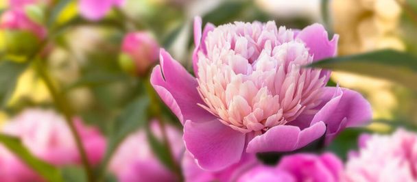 Banner with pink flowers peonies flowering in garden. Double pink peony flower. Paeonia lactiflora. Chinese peony or common garden peony. Close-up, selective focus. - Photo, Image