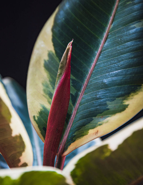 Close-up on a new leaf forming on Ficus Elastica var. Tineke. - Photo, Image