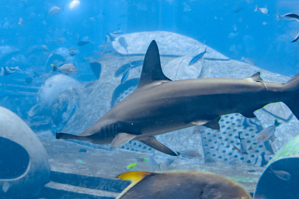 Σφυροκέφαλος καρχαρίας στο ενυδρείο. Ο μεγάλος σφυροκέφαλος (Sphyrna mokarran) είναι το μεγαλύτερο είδος σφυροκέφαλου καρχαρία, που ανήκει στην οικογένεια Sphyrnidae. Atlantis, Sanya, νησί Hainan, Κίνα. - Φωτογραφία, εικόνα