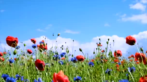Τα καλοκαιρινά λουλούδια λικνίζονται στον άνεμο μια ηλιόλουστη καλοκαιρινή μέρα - Πλάνα, βίντεο