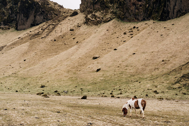 Исландская лошадь - порода лошадей, выращенная в Исландии. Пятнистая бело-коричневая лошадь ест желтую траву у подножия горы
. - Фото, изображение