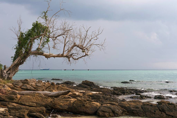 Παλιό δέντρο στο νησί Koh Phi Phi στην Ταϊλάνδη Ασία - Φωτογραφία, εικόνα