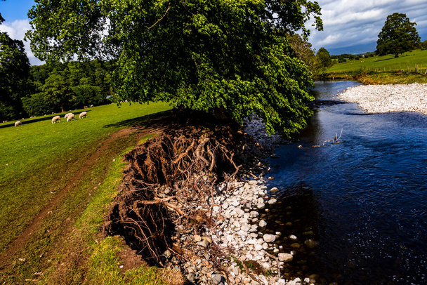 A racines d'arbres exposées aux inondations sur la rivière Eamont Penrith
 - Photo, image