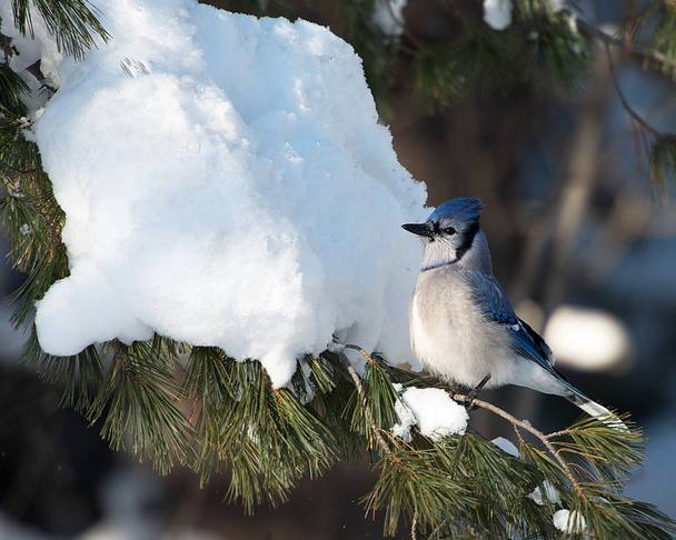 Blue Jay madár közelkép profil kilátás élvezi a téli szezonban, miközben kitéve a test, fej, szem, láb, csőr a vad környezetben és a környező. - Fotó, kép