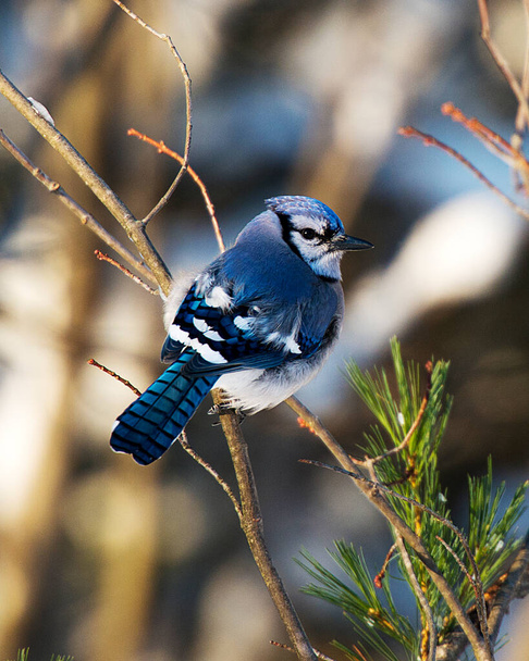 Blue Jay ptak zbliżenie profil widok korzystających z sezonu zimowego, narażając swoje ciało, głowa, oko, stopy, dziób w dzikim środowisku i otaczającej. - Zdjęcie, obraz