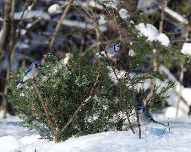 Blue Jay bird enjoying the winter season while exposing its body, head, eye, feet, beak in its wild environment and surrounding. - Foto, afbeelding