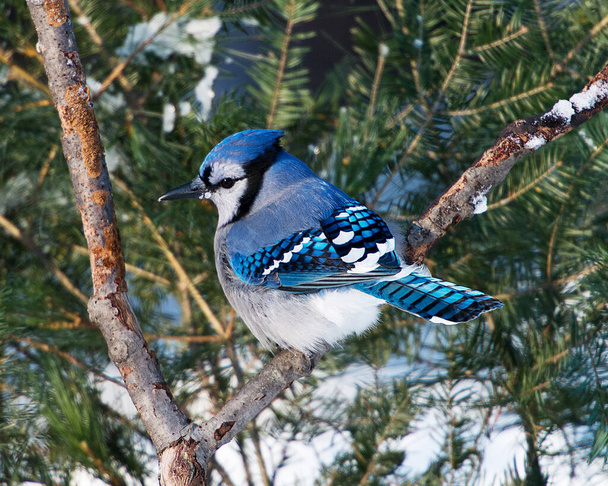 Blue Jay birds perched on a spruce tree in the winter season while exposing their body, head, eye, feet, beak in its wild environment and surrounding with a blur background. - Photo, Image