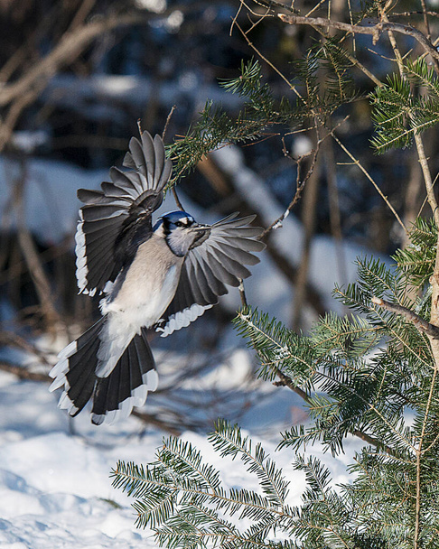 Blue Jay birds perched on a spruce tree in the winter season while exposing their body, head, eye, feet, beak in its wild environment and surrounding with a blur background. Flying bird. Spread wings.  - Fotoğraf, Görsel