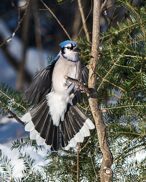 Blue Jay bird flying and perched on a spruce tree in the winter season while exposing its spread wings, spread tail, body, head, eye, feet, beak in its wild environment and surrounding with a bokeh background. - Foto, Imagem