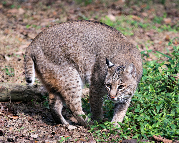 Bobcat animal  foraging and displaying brown fur, head, ears, eyes, nose, mouth, paws, tail in its environment and surrounding with bokeh backgroud and foliage. - Photo, Image