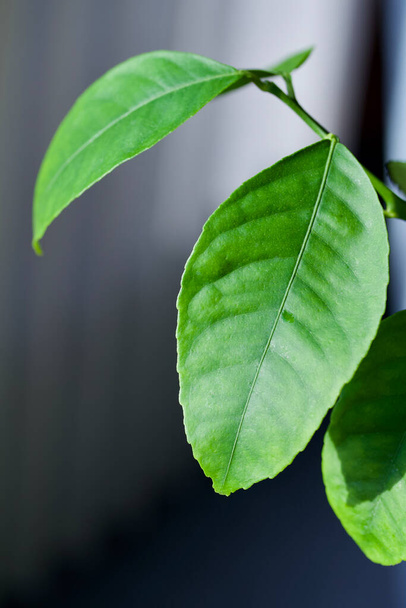 Close up abstract view of a leaf on a Meyer lemon tree with defocused background - Foto, imagen