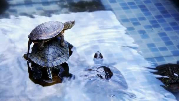 Su Havuzundaki Hayvan Sürüngen Su Kaplumbağası - Video, Çekim