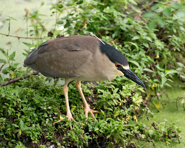 Black-crowned Night Heron bird standing on foliage by the water with bokeh background in its environment and surrounding. - Foto, Imagem