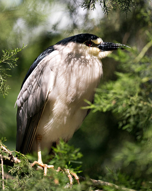 Black-crowned Night Heron bird close-up profile view perched on a branch with bokeh background, displaying bleu and white plumage in its environment and surrounding. - Photo, image