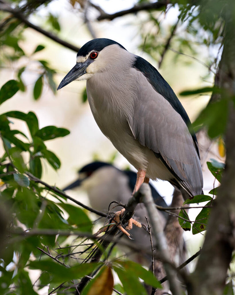 Black-crowned Night Heron adult bird close-up perched with bokeh background, displaying plumage, head, beak, eye, in its surrounding and environment. - Foto, Bild