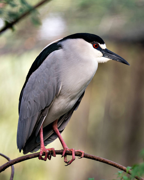 Black-crowned Night Heron adult bird close-up perched on a branch with bokeh background, displaying plumage, head, beak, eye, in its surrounding and environment. - Фото, изображение