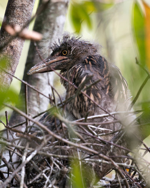 Notte coronato nero Airone uccellini nel nido con sfondo e rami di primo piano che interagiscono nel loro ambiente e dintorni
.  - Foto, immagini