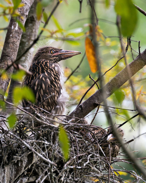 Black-crowned Night Heron baby birds in the nest with background and foreground branches interacting in their environment and surrounding.  - Фото, зображення