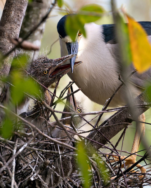 Black-kronned Night Heron vogel volwassen met baby 's op het nest, het weergeven van hoofd, oog, snavel, benen, voeten met een mooie bokeh achtergrond in hun omgeving en omgeving. - Foto, afbeelding