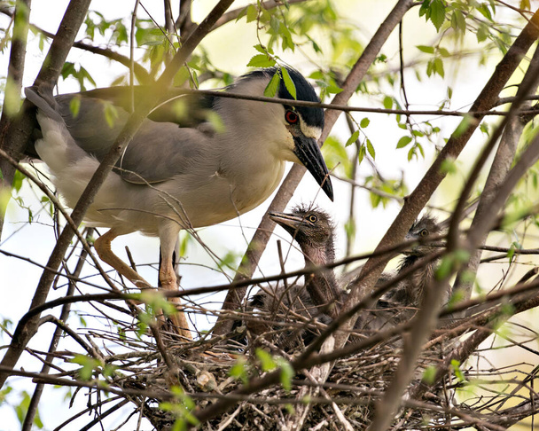 Pájaro de Garza Negra con crías en el nido, mostrando cabeza, ojo, pico, piernas, pies con un bonito fondo bokeh en su entorno y alrededores
. - Foto, Imagen