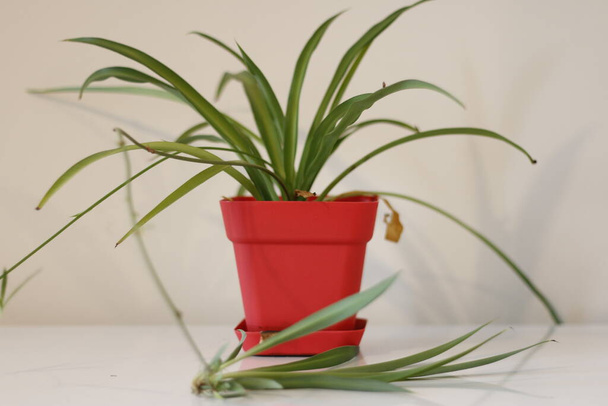 houseplant, Chlorophytum comosum in front of a light wall in a green pot. - Photo, Image