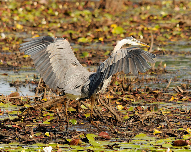 Blue Heron ptaków zbliżenie profil widok na gniazdo, wyświetlając swoje niebieskie pióra upierzenie, skrzydła, dziób, oko, długie nogi z rozmytym tle. - Zdjęcie, obraz