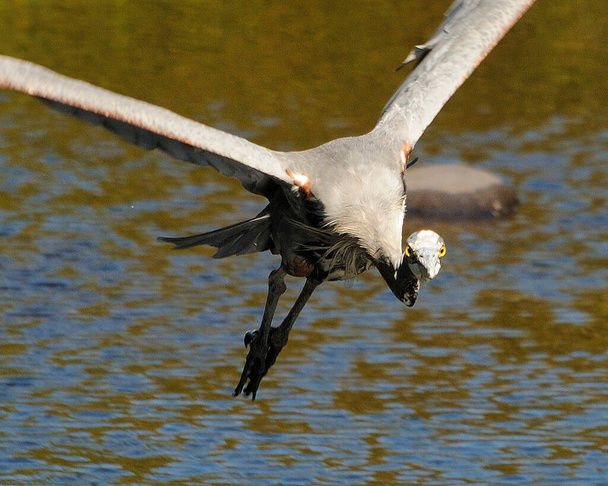 Blue Heron bird flying over the water while exposing its body, spread wings, head, body, beak, feet, legs in its environment and surrounding. - Photo, Image
