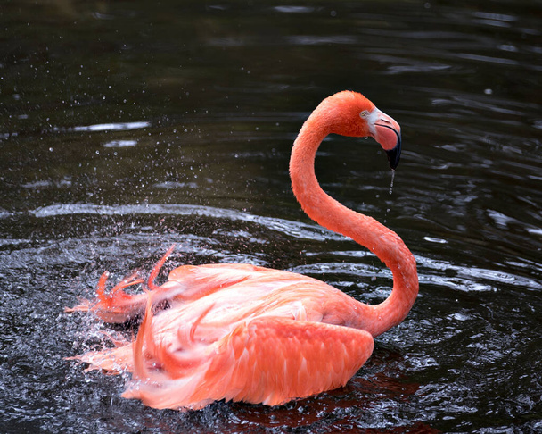 Flamingo ptak zbliżenie profil widok wyświetlający jego piękne upierzenie, głowa, długi negatyw, dziób, oko w jego otoczeniu i środowiska z tłem wody. - Zdjęcie, obraz