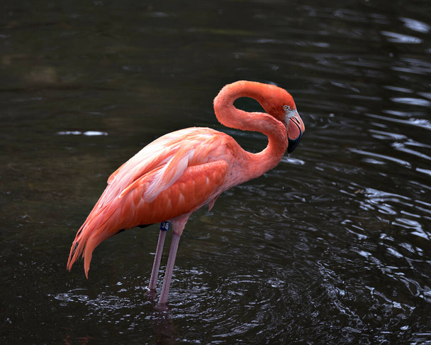 Flamingo bird close-up profile view  displaying its beautiful plumage, head, long neg, beak, eye in its surrounding and environment with water background. - Foto, immagini