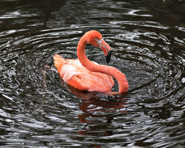 Flamingo pták detail-up profil pohled ve vodě zobrazující jeho krásné peří, hlava, dlouhý negr, zobák, oko v jeho okolí a prostředí s pozadím. - Fotografie, Obrázek