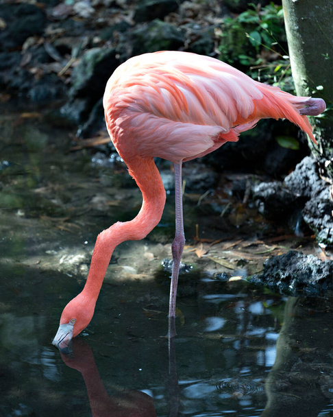 Flamingo bird close-up profile view by the water displaying body, wings, long neck, head, beak, long legs in its environment and surrounding with a bokeh background. - Photo, Image