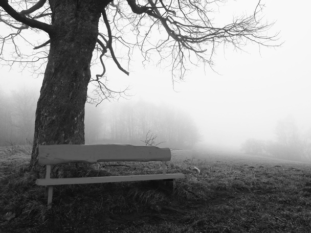 kırmızı ahşap Bank eski ıhlamur ağacı altında. soğuk sisli sonbahar hava. - Fotoğraf, Görsel