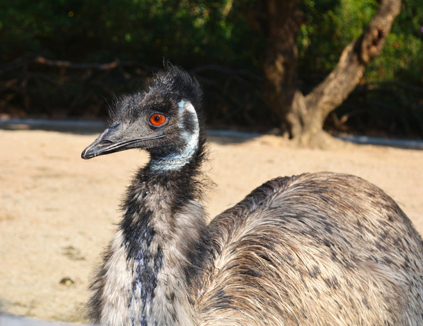 Primer plano de Emu en un zoológico
 - Foto, Imagen
