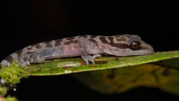 Nahaufnahme von Kinabalu Winkelzeh-Gecko (Cyrtodactylus baluensis), Kundasang, Borneo. - Foto, Bild