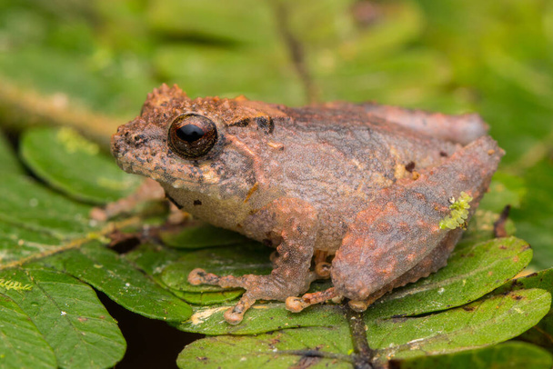 Nature wildlife frog on green leaf on Sabah, Borneo - Photo, Image