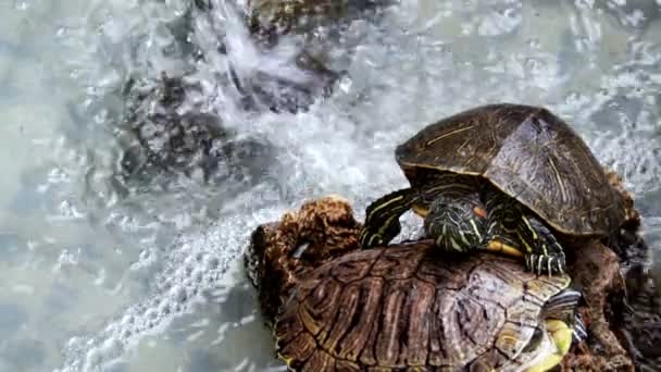 Su Havuzundaki Hayvan Sürüngen Su Kaplumbağası - Video, Çekim