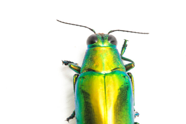 Bijou scarabée (Chrysochroa fulminans) Isolé sur fond blanc
. - Photo, image