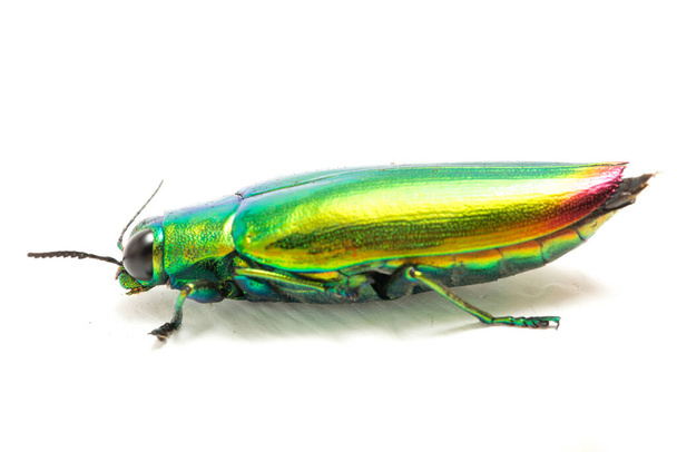 Escarabajo joya (Chrysochroa fulminans) Aislado sobre fondo blanco
. - Foto, imagen