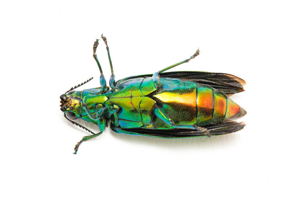 Escarabajo joya (Chrysochroa fulminans) Aislado sobre fondo blanco
. - Foto, imagen