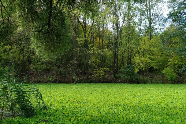 Lago em um verde de madeira e árvores - Foto, Imagem