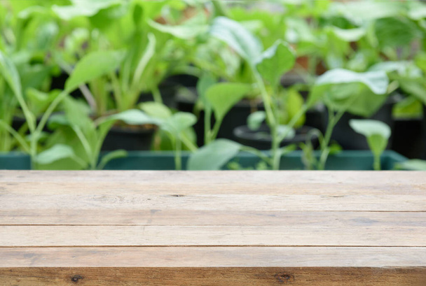 Inicio planta Repollo Chino-PAI TSAI o Brassica chinensis Jusl var parachinensis (Bailey) en jardín con tablón de madera superior, comida saludable y vida
 - Foto, imagen