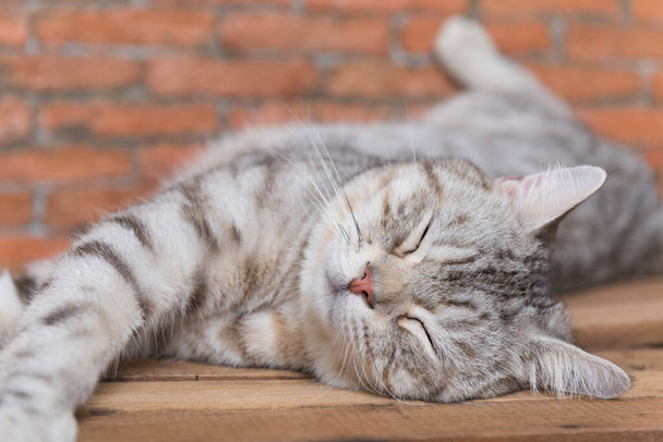 Mignon chat cheveux courts sommeil confortable sur bois avec fond de mur de briques dans le salon
 - Photo, image