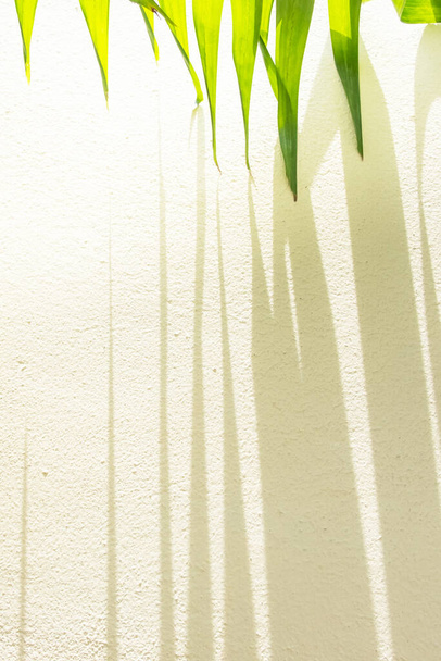 Green palm leaves and striped shadow on cream wall, sunbeam shines through palm leaves onto the wall. - Photo, image